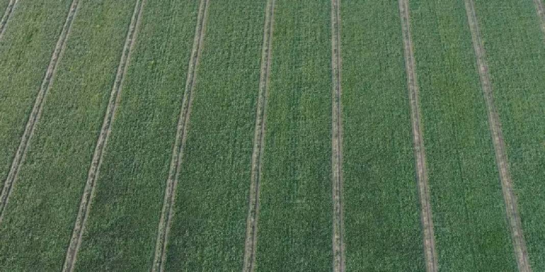 Kış ayı demek bu sebze demek! Kasım’dan Nisan’a kadar hasat ediliyor:  Hale 6 TL’den satılıyor 2